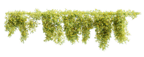 Wall Mural - Group of Jasminum Nudiflorum creeper plants, isolated on white background. 3D render.