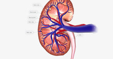 The Kidney Coronal Cross Section