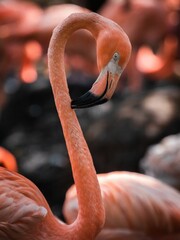 Sticker - Vertical closeup of a greater flamingo (Phoenicopterus roseus)