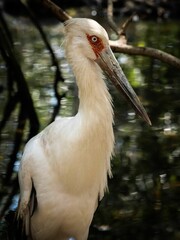 Poster - Closeup of a white stork in the Colombian Bird Sanctuary located in Cartagena de Indias.