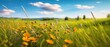 Beautiful bright colorful summer spring natural rural pastoral landscape with meadow herbs and flowers against a blue sky with clouds on a clear sunny day. wide panoramic landscape, banner format