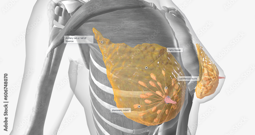 ilustraci-n-de-stock-the-female-breast-anatomy-includes-internal-milk
