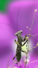 Poster - Closeup view of a moving praying mantis on plant, while rolling its big round eyes