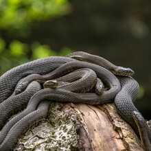 Closeup of a squirming snake nest with water snakes against a blurred background