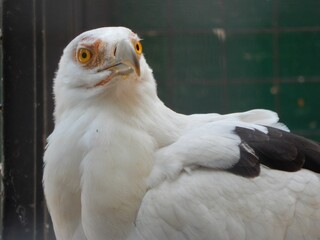 Sticker - Closeup of a Palm-nut Vulture bird in Africa