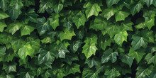 A Wallpaper Of Green Ivy Leaves
