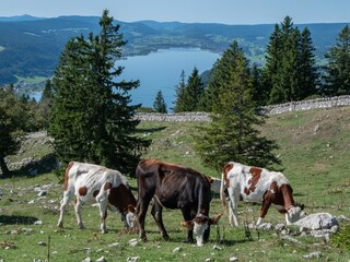 Canvas Print - Herd of Cows grazing on grass lawn on Dent de Vaulio Mountain with trees in Switzerland