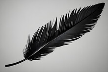 Beautiful Black Feather Isolated On Gray Background