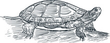 Vintage Hand Drawn Sketch Blanding Painted Turtle