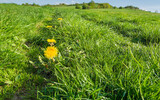 Fototapeta  - kwiaty mniszka lekarskiego wśród zielonej trawy