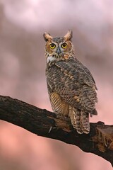 Wall Mural - Vertical closeup of a great horned owl, Bubo virginianus.