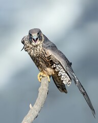 Sticker - Vertical closeup of a peregrine falcon perched on a branch. Falco peregrinus.