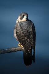 Wall Mural - Vertical closeup of a peregrine falcon perched on a branch. Falco peregrinus.