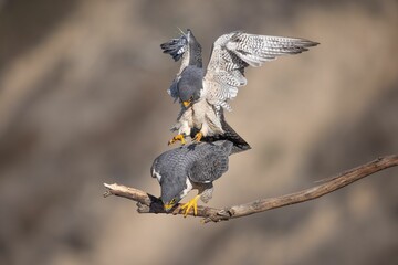 Wall Mural - Closeup of peregrine falcons mating. Falco peregrinus.