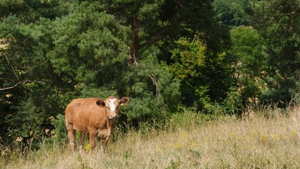 Sticker - Beautiful brown cow grazing on a rural wheat field