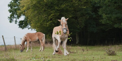 Poster - Beautiful view of Haflinger horses in the field.