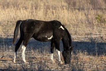 Poster - Closeup of a black horse grazing on a field with brown grass