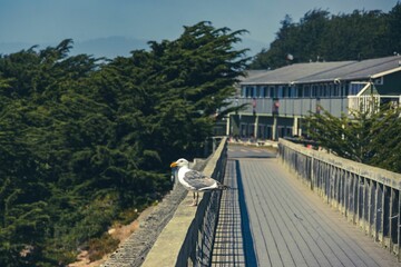 white gull standing on a bridge railing