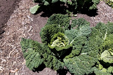 Canvas Print - Broccoli plant in the garden