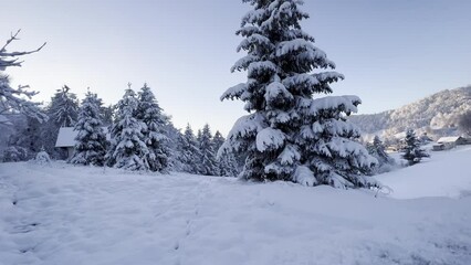 Sticker - Pov video of the car driving on the road surrounded by fir trees in a winter forest