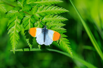 Wall Mural - Anthocharis cardamines Orange tip male butterfly on yellow rapeseed flower