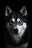Fototapeta Psy - Siberian Husky Dog Silhouette - Elegance in Black