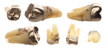Pulled Molar Tooth With Gold Crown To Show Many Angle, Advanced Caries Rotten Tweezer On Root Bone So Dentist Has To Pull Tooth Out. Long Root Teeth Molar On White Background Isolated