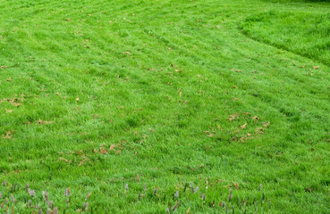 Wall Mural - Grass field texture, Nature Green Meadow Sport Field