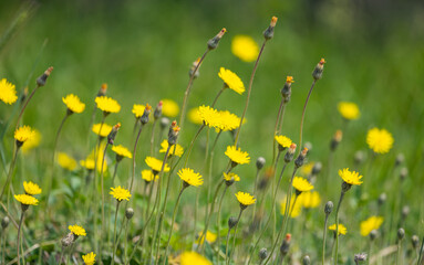 Poster - yellow flowers