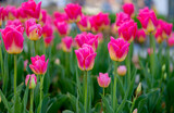 Fototapeta Tulipany - flowers of beautiful tulips growing in a flower bed