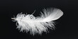 White feather on black background. Light fluffy white feathers are falling down in the dark,  banner, plumage logo