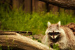 Waschbär - Tier - Animal - Raccoon - Close Up - Funny - Procyon Lotor - Cute - Portrait - Wildlife - High quality photo