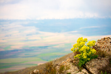 Wall Mural - Beautiful landscape with mountain plants. Wildlife background. Flowers and plants in the mountains.