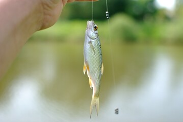 Wall Mural - Spring roach fishing on the pond, catch