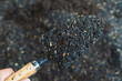 hand preparing planting soil with rice husk ash
