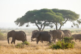 Fototapeta  - Stado słoni w porannym mistycznym świetle w Parku Narodowym Amboseli Kenya