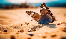 Butterfly In Nature, Sandy Beach