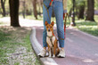 An African basenji dog sits at the feet of its owner in the park.