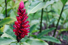 Red Flower, Red Ginger, Costa Rica
