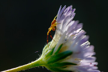 Wall Mural - Goldenrod crab spider feasting on fly. Macro photo