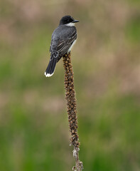 Wall Mural - an eastern kingbird sits perched on a great mullein as it looks out over the prairie 