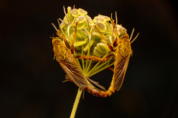 Wall Mural - Macro shot of a robber fly in the garden