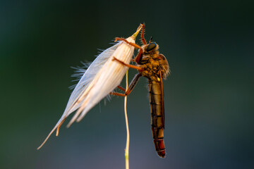 Wall Mural - Macro shot of a robber fly in the garden