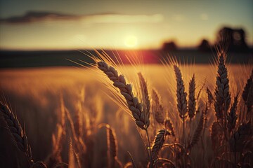 Sticker - The wheat field. Close-up of golden wheat ears. Beautiful rural setting with a beautiful sky and strong sunshine. Meadow wheat ears in the background as they mature. Generative AI