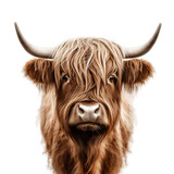 Fototapeta Zwierzęta - Highland Cattle Face on Transparent Background. AI