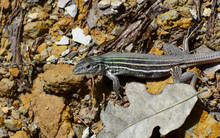 Common Spotted Whiptail Lizard Close-Up