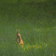 wiewiórka w trawie