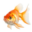 Goldfish png file. Transparent background with generative ai
