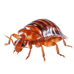 Wall Mural - Bed_Bug png file. Transparent Background with generative ai