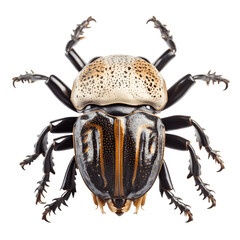 Wall Mural - Goliath_Beetle png file. Transparent Background with generative ai